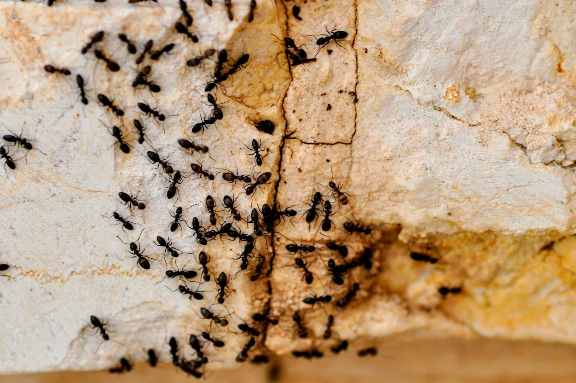 Ants in My House Suddenly: How to Get Rid of Them for Good — Home Organization ideas and product guide